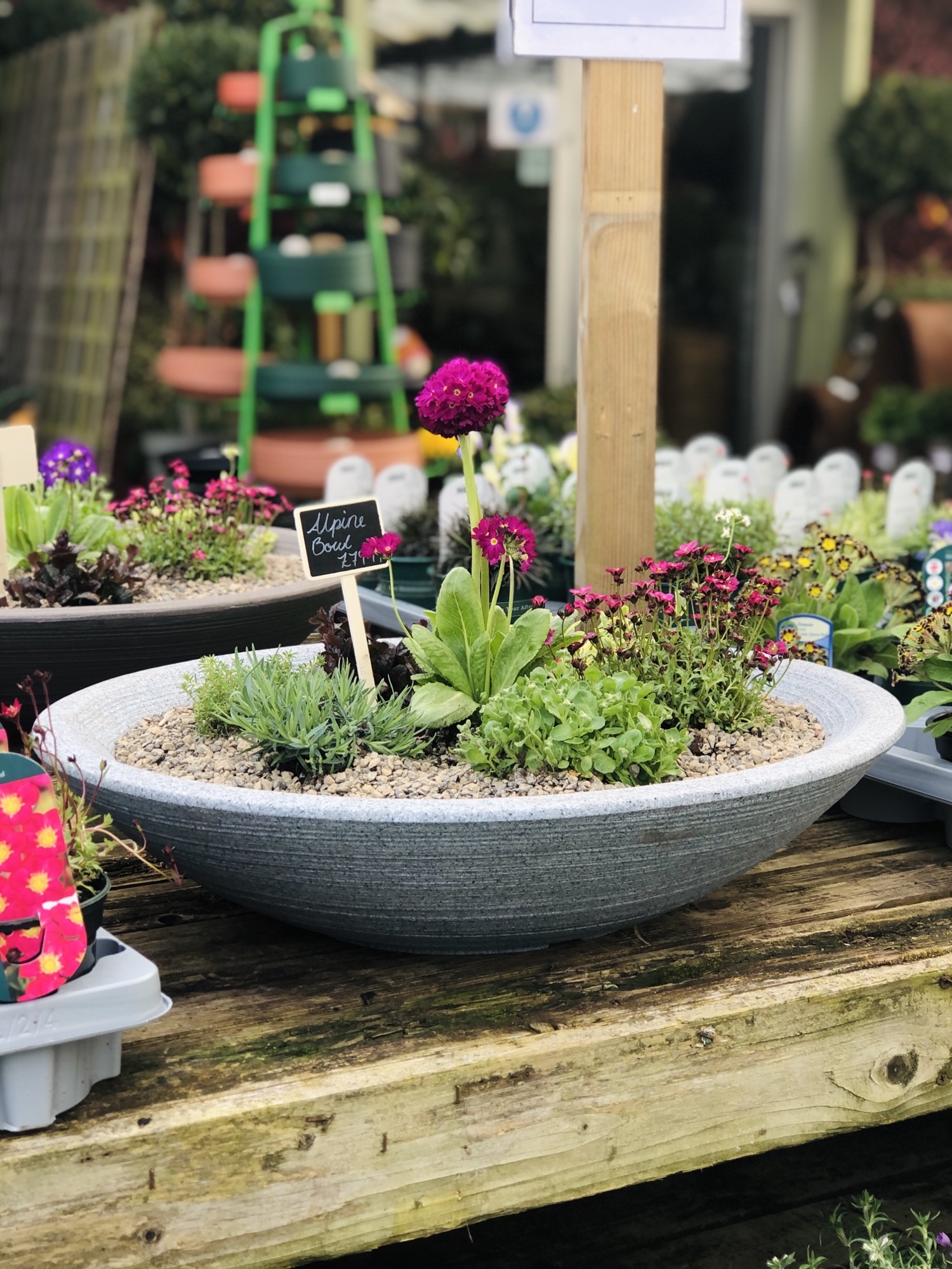 Alpine Garden Bowl Whilton Locks Garden Village