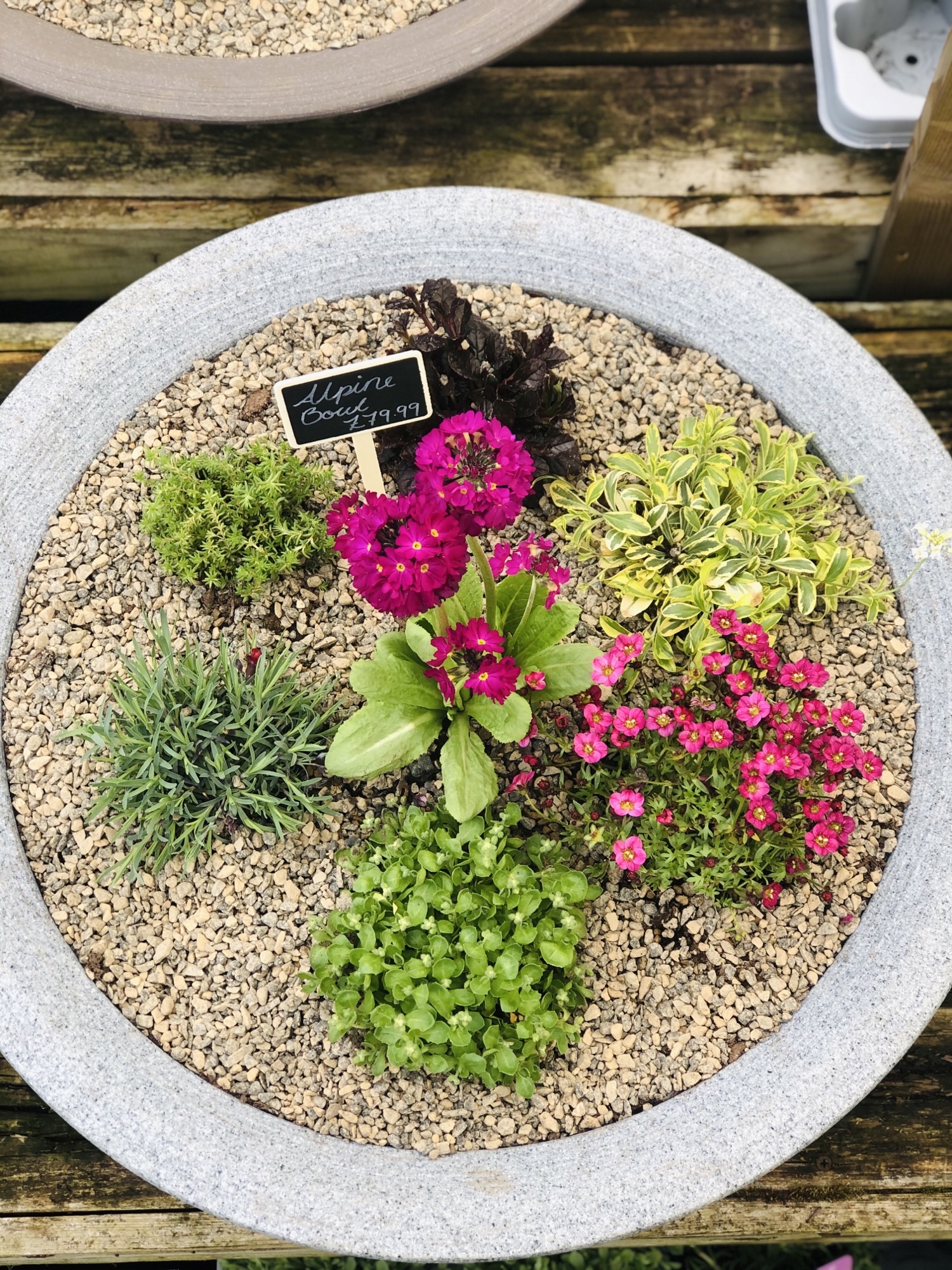 Alpine Garden Bowl Whilton Locks Garden Village