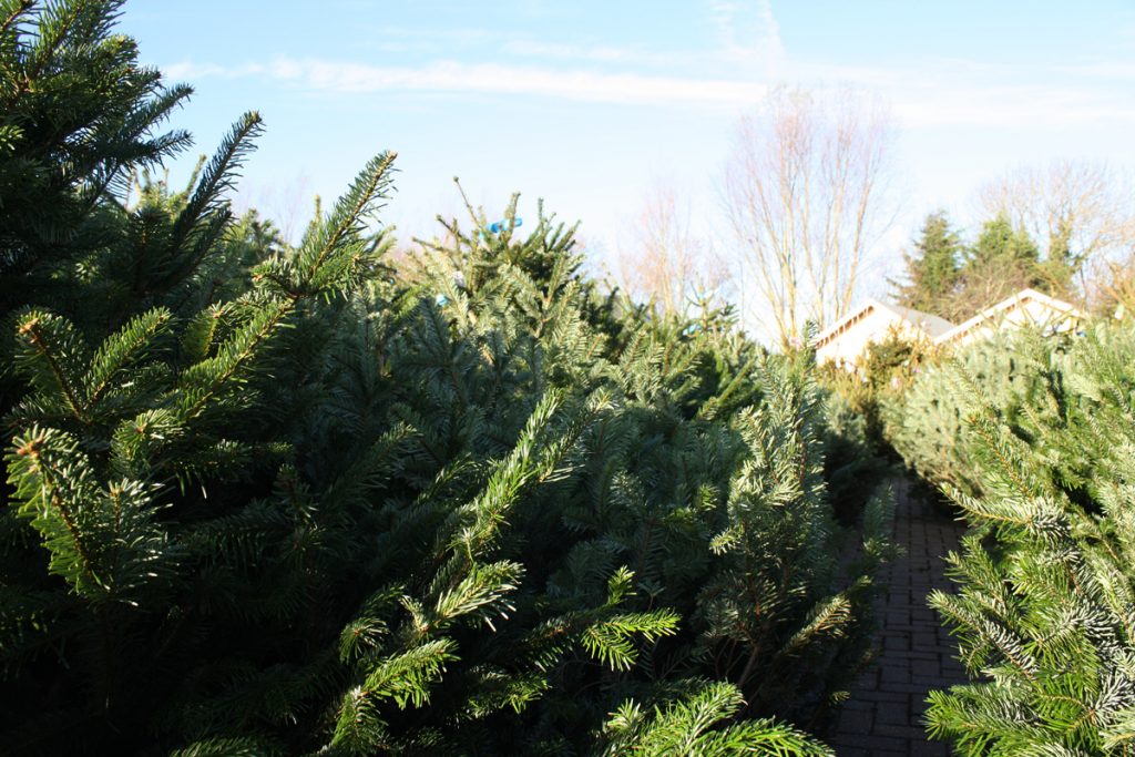 Christmas Trees Daventry