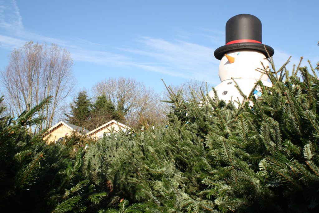 Christmas Trees Daventry