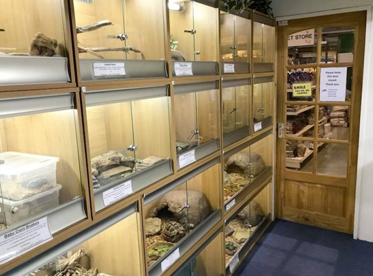 reptiles-for-sale-northamptonshire