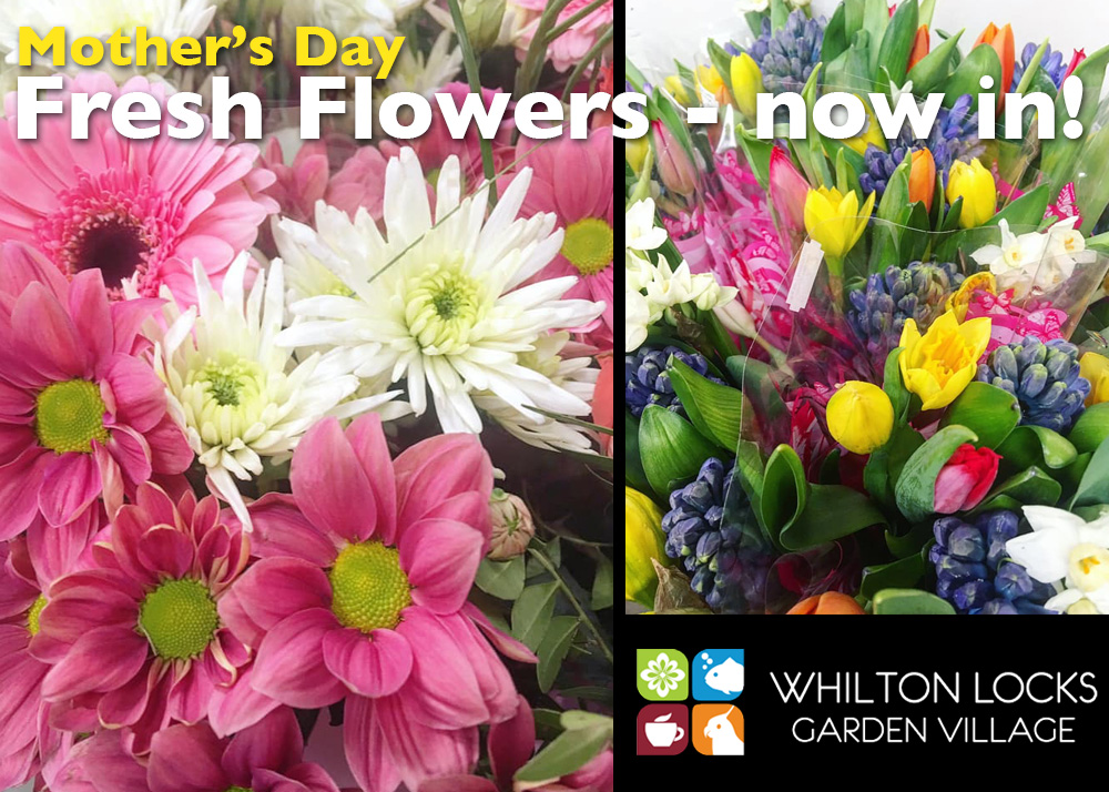 fresh flowers daventry