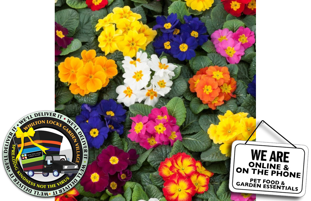 plants corona virus delivered