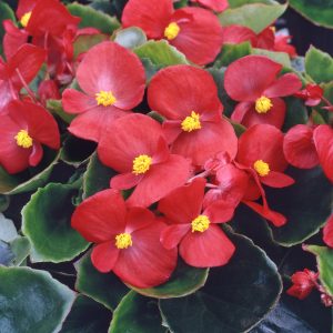 Begonia Bush Semp Self Colours 6 plant pack