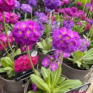 Primula Denticulata 1lt
