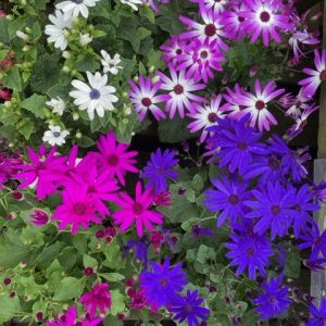 Senetti In Bud & Flower 2lt pot
