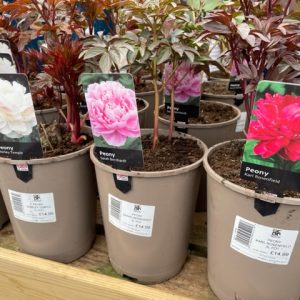 Peaony Bush Collection 3lt pots