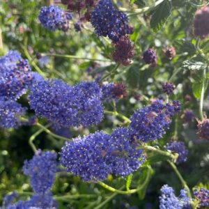Ceanothus Yankee Point 3lt pot on 70cm cane