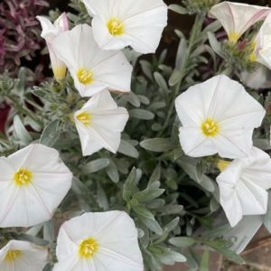 Convolvulus Cneorum White Sensation 2lt pot