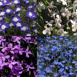 Lobelia Trailing Waterfall Collection 9cm pots