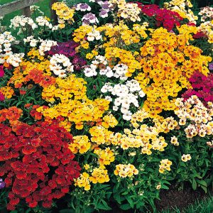 Nemesia Bush Mixed 6 plant pack