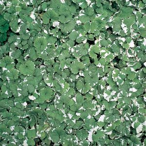 Nepeta Variegated Trailing 9cm pot