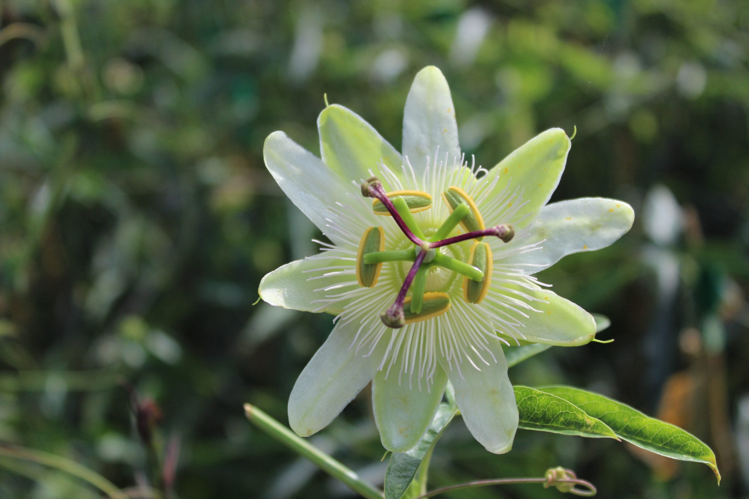 PASSIFLORA CONSTANCE ELLIOT