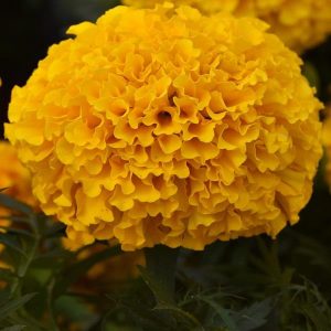 Marigold African Gold 6 plant pack