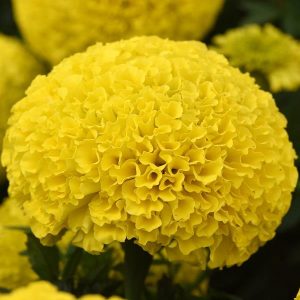 Marigold African Yellow 6 plant pack