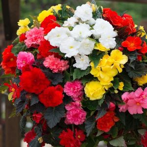Begonia Non Stop Plants Jumbo 6 plant pack
