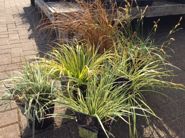 Evergreen Carex Grasses 2lt