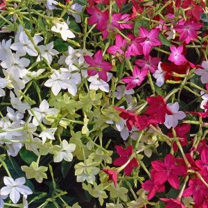 Nicotiana Mixed 6 plant pack