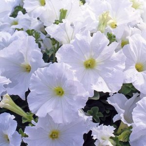 Petunia Self Colours 6 plant pack
