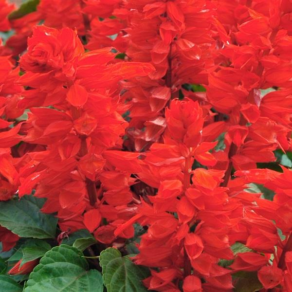 Salvia Red 6 plant pack