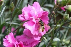 Dianthus Tickled Pink 1.5lt pot