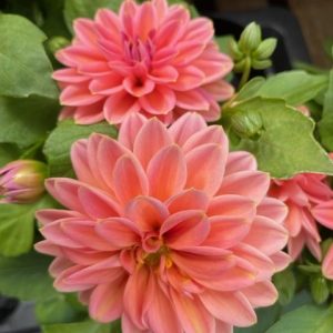 Dahlia Summer Colour 1lt pot