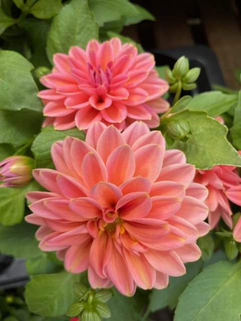 Dahlia Summer Colour 1lt pot