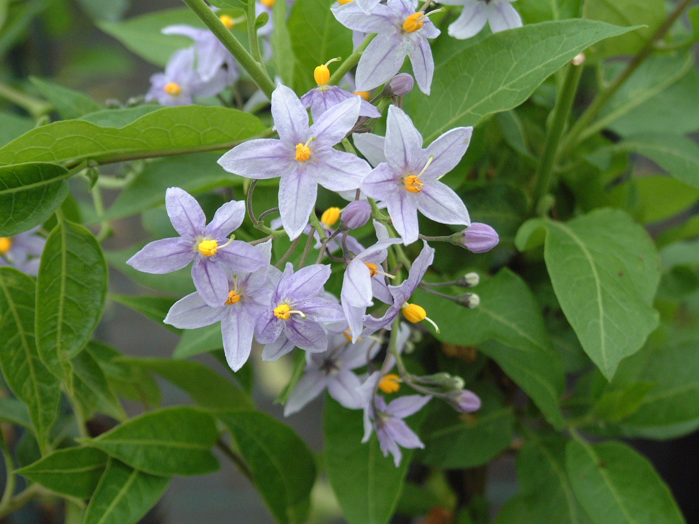 SOLANUM CRISPUM GLASNEVIN