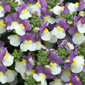Nemesia Scented Varieties 1lt