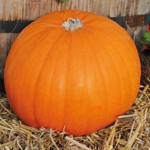 Pumpkin Plants 9cm pot