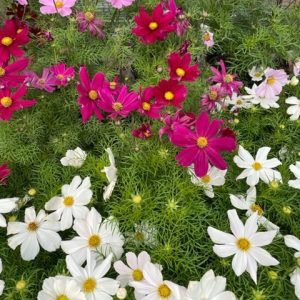 Cosmos Self Colours 6 plant Jumbo pack
