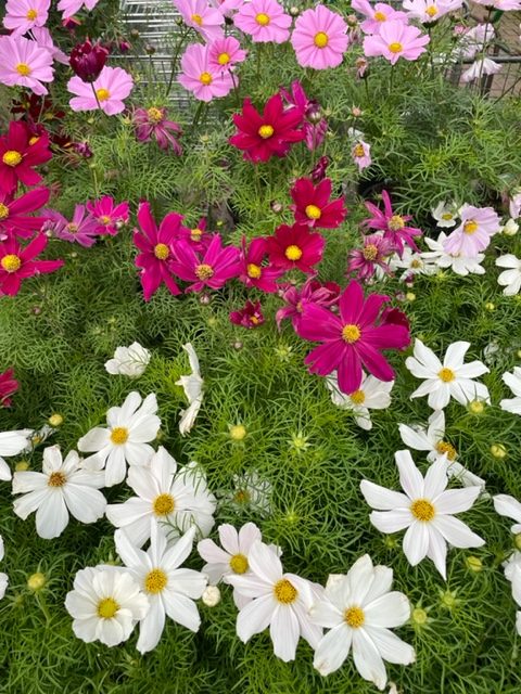 Cosmos Self Colours 6 plant Jumbo pack