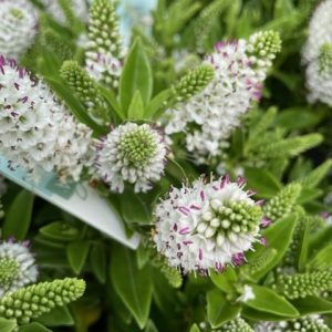 Hebe Addenda White Summer Flowering 2lt pot