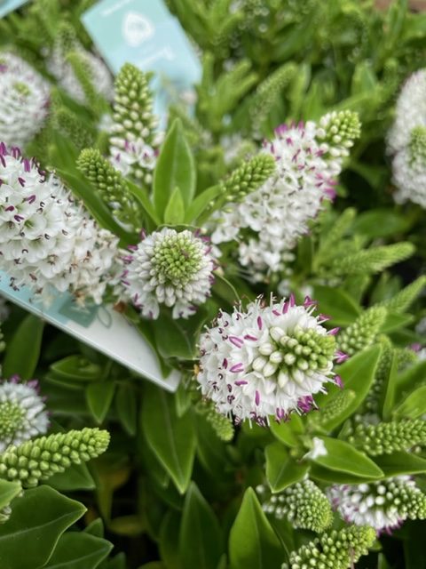 Hebe Addenda White Summer Flowering 2lt pot