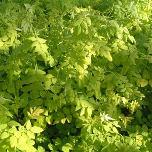 Jasmine officinale Fiona Sunrise Scented large 70cm plants 2lt pots