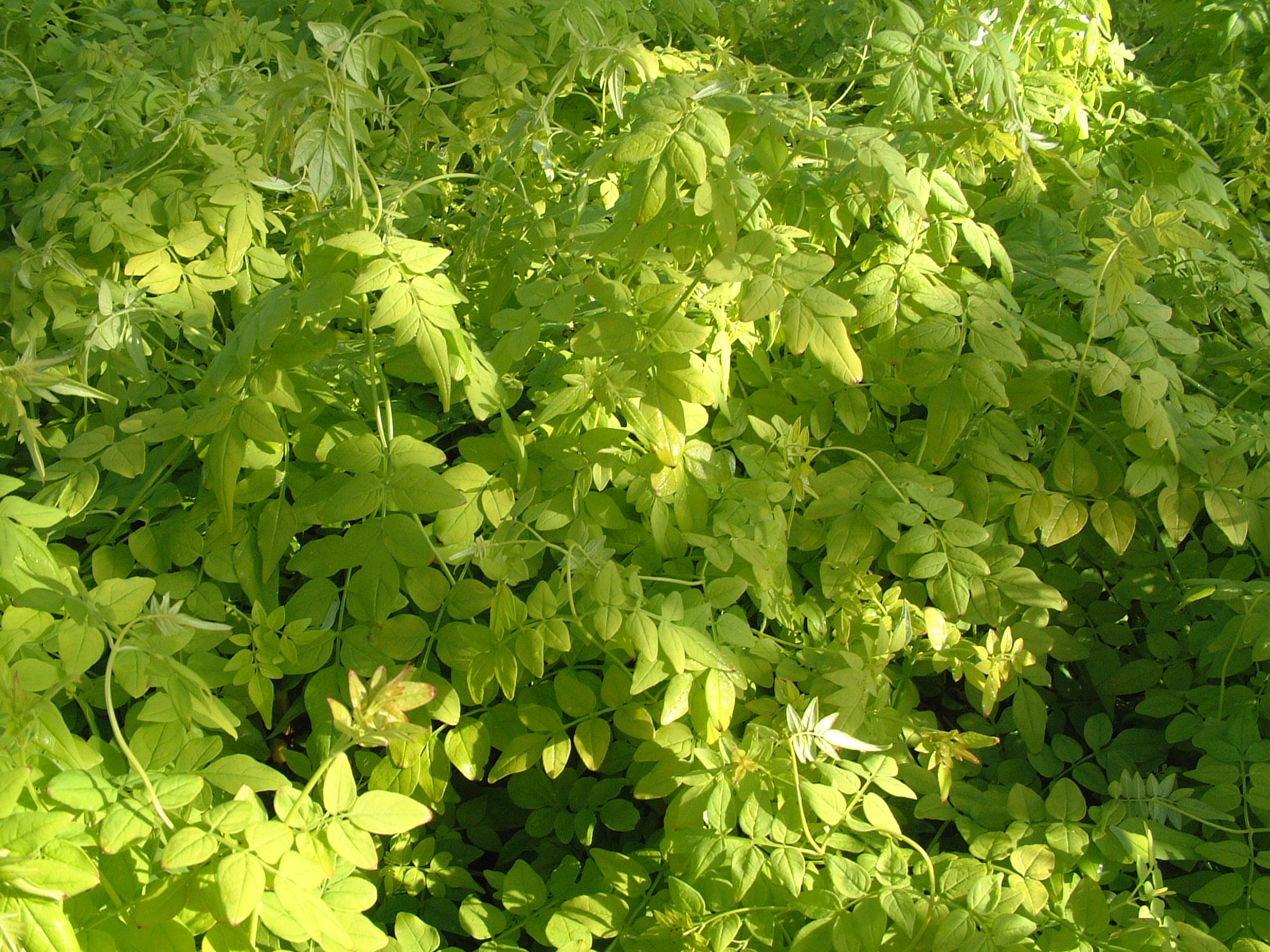 Jasmine officinale Fiona Sunrise Scented large 70cm plants 2lt pots