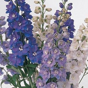 Delphinium 3lt pot