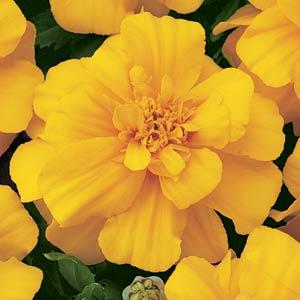 Marigold French Self Colours 6 plant pack