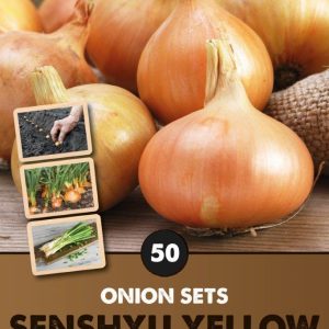 Onion Set Senshyu (Overwinter Yellow)