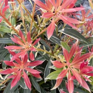 Pieris Flaming Silver 2lt