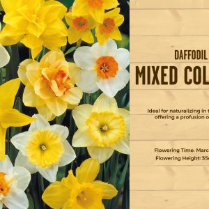 Daffodil Mixed Colours 20kg Large Sack