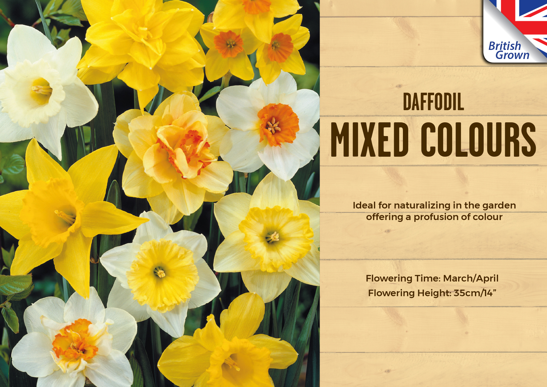 Daffodil Mixed Colours 25kg Large Sack Whilton Locks Garden Village