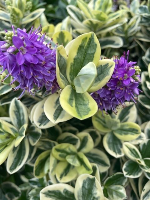 Hebe Variegated Late Summer Flowering 2lt pot