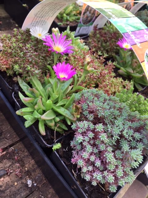 Sedum 6 Pack