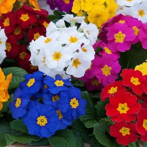 Polyanthus Mixed 6 plant Jumbo Pack