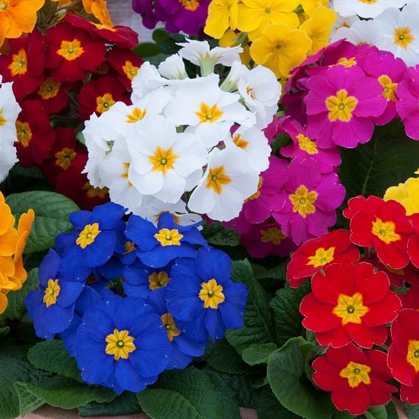 Polyanthus Mixed 6 plant Jumbo Pack