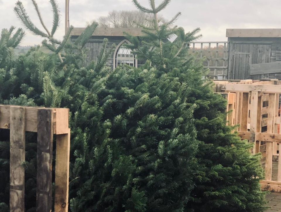 real christmas trees northampton