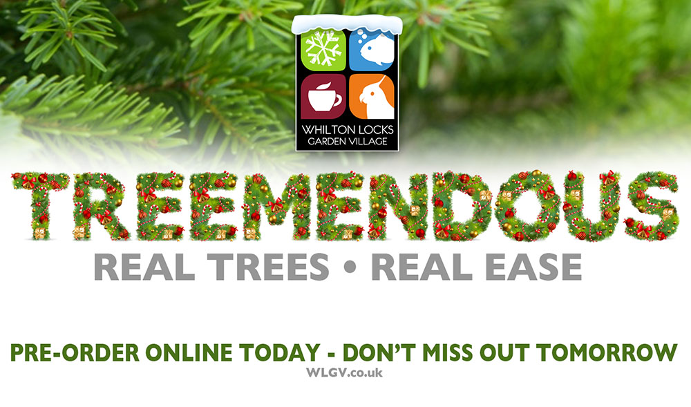 real christmas trees Northamptonshire