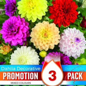 Dahlia - Decorative Mix - Promo Pack