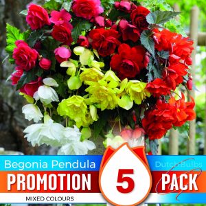Begonia - Pendula Cascade Mixed - Promo Pack